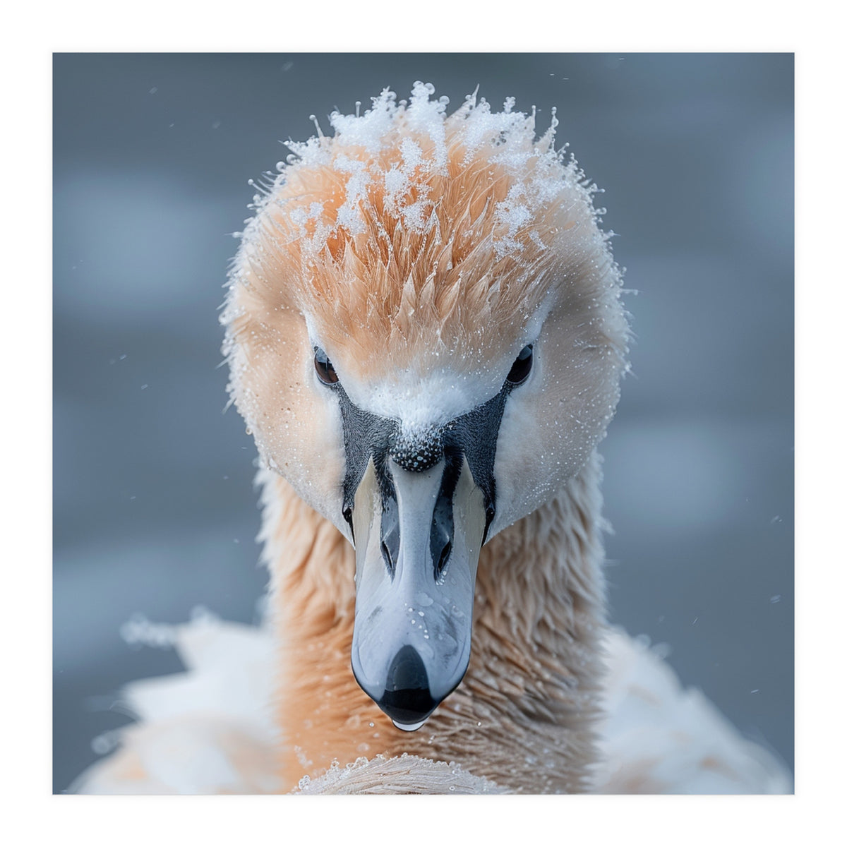 Majestic Swan Covered In Frost And Snow (Print Only)