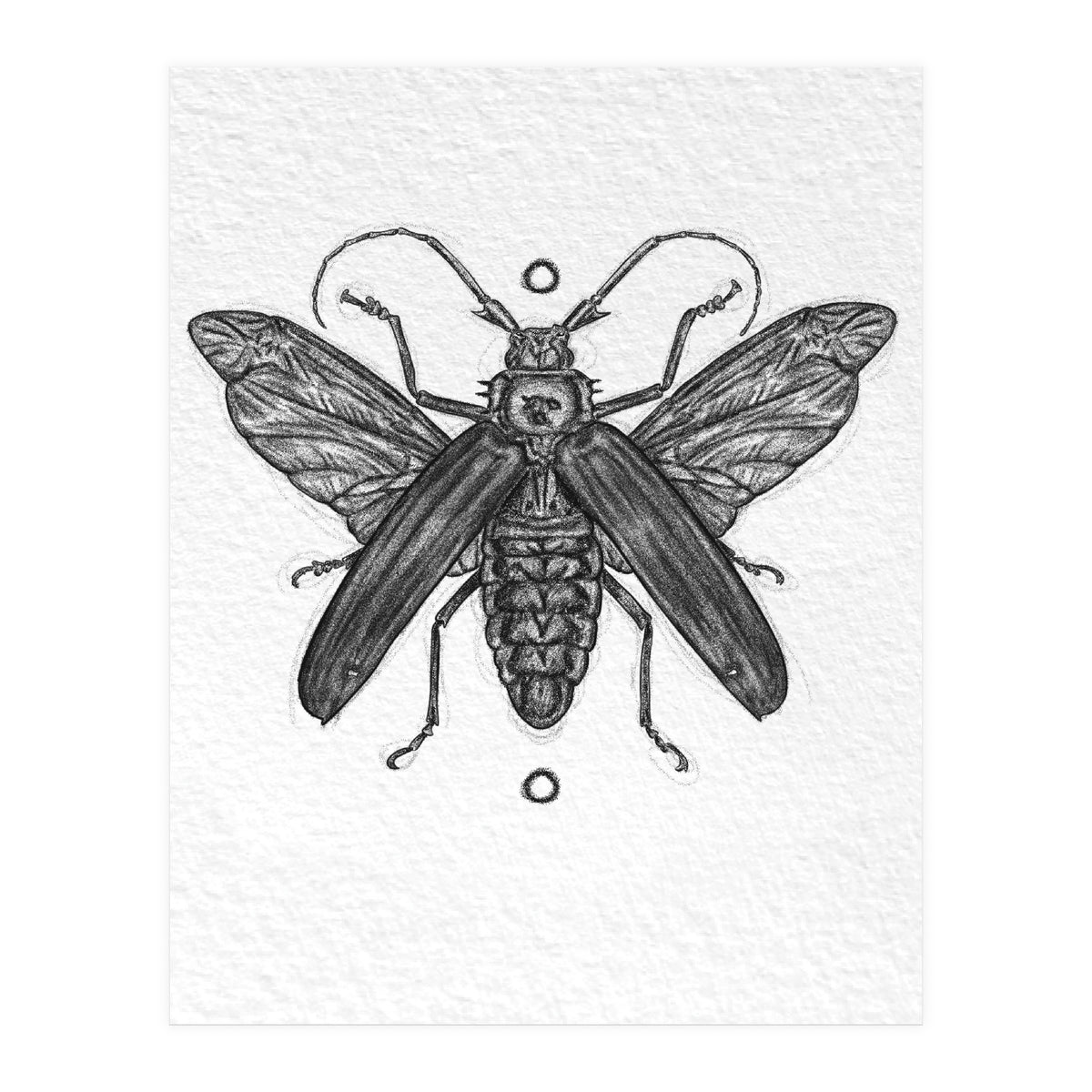 Riesen Longhorn Käfer (Print Only)