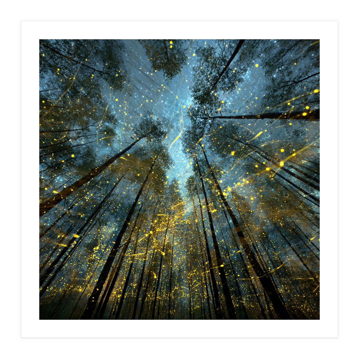 Enchanted Night Forest with Glowing Fireflies (Print Only)