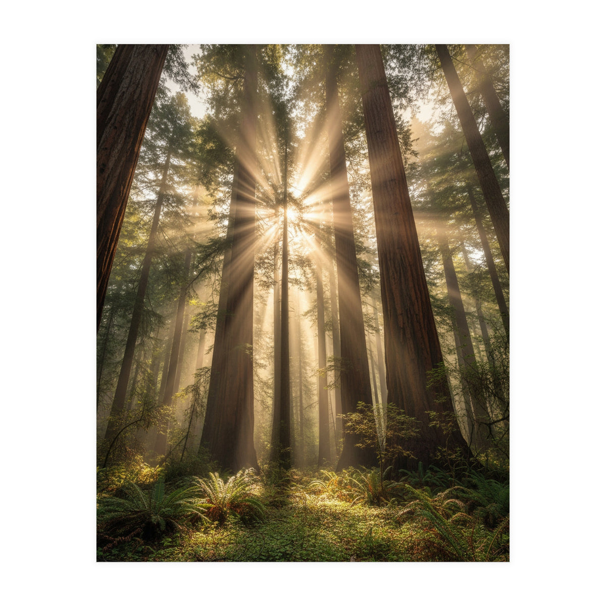 Ethereal Redwood Sanctuary: Sunbeams in the Ancient Forest (Print Only)
