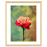 A Vibrant Red Rose thumbnail