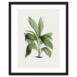 Areca Palm (Hand Drawn Botanical Illustration) thumbnail