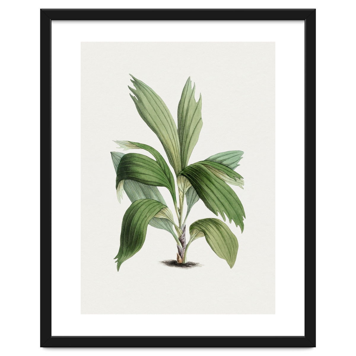 Areca Palm (Hand Drawn Botanical Illustration)