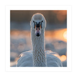 Close Up Portrait Of A Majestic Swan (Print Only) thumbnail