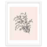 Acacia Botanical illustration thumbnail