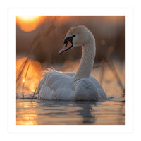 Majestic Swan Swimming At Sunrise Serene Water (Print Only)