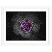 Backyard Flowers No 108 Color Version