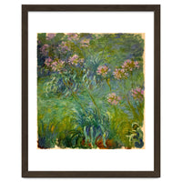 Claude Monet (1840-1926). Agapanthus.