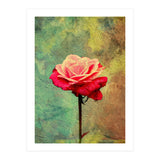 A Vibrant Red Rose  (Print Only) thumbnail