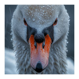 Close Up Of A Swan's Face With Water Droplets (Print Only) thumbnail