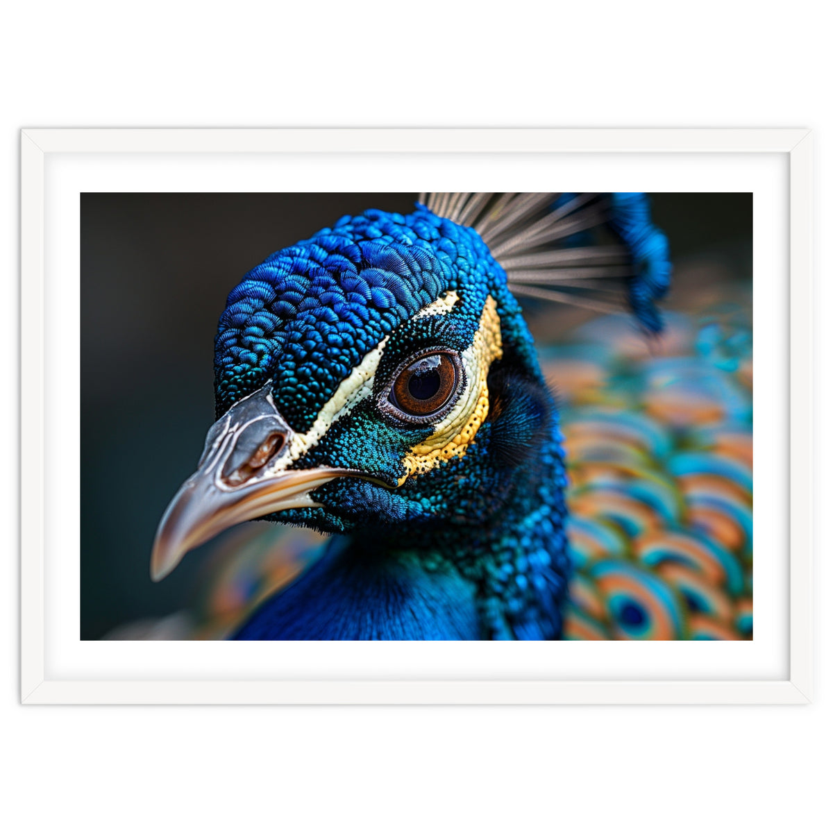 Close Up Of A Peacock Head And Eye