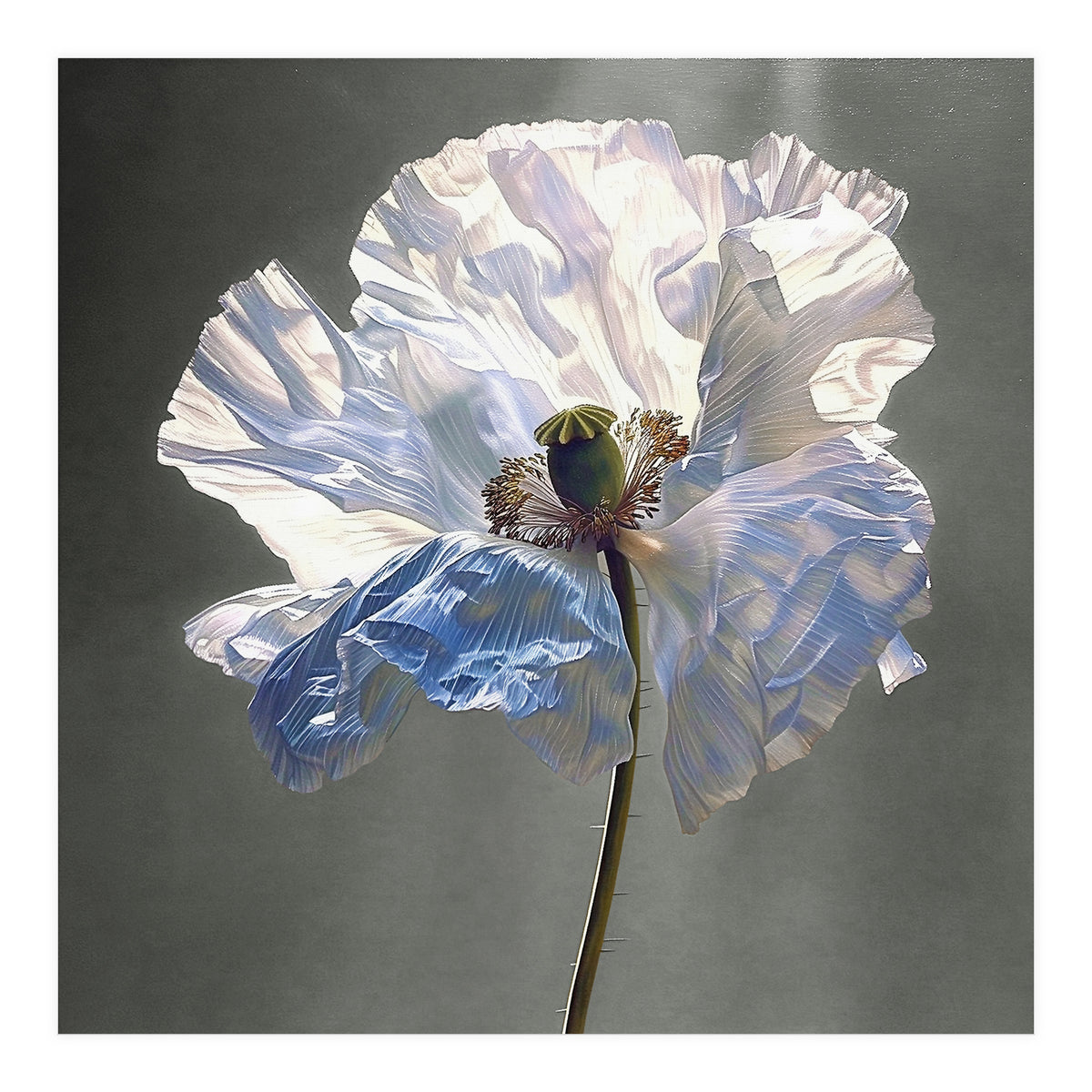 Shirley Poppy | Morning Silk (Print Only)