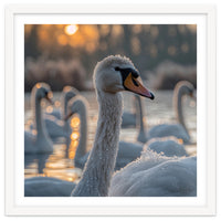 Close Up Of Swan With Water Droplets At Sunrise