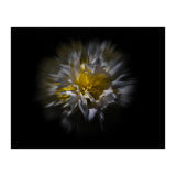 Backyard Flowers No 25 Color Flow Version (Print Only) thumbnail