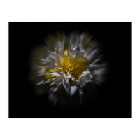 Backyard Flowers No 25 Color Flow Version (Print Only)