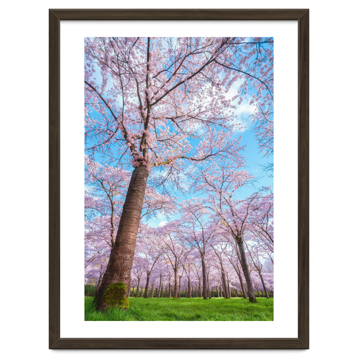 Spring in optima forma