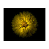 Backyard Flowers No 10 Color Version (Print Only) thumbnail