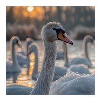 Close Up Of Swan With Water Droplets At Sunrise (Print Only)