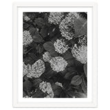 Hydrangeas | Black & White Portrait thumbnail