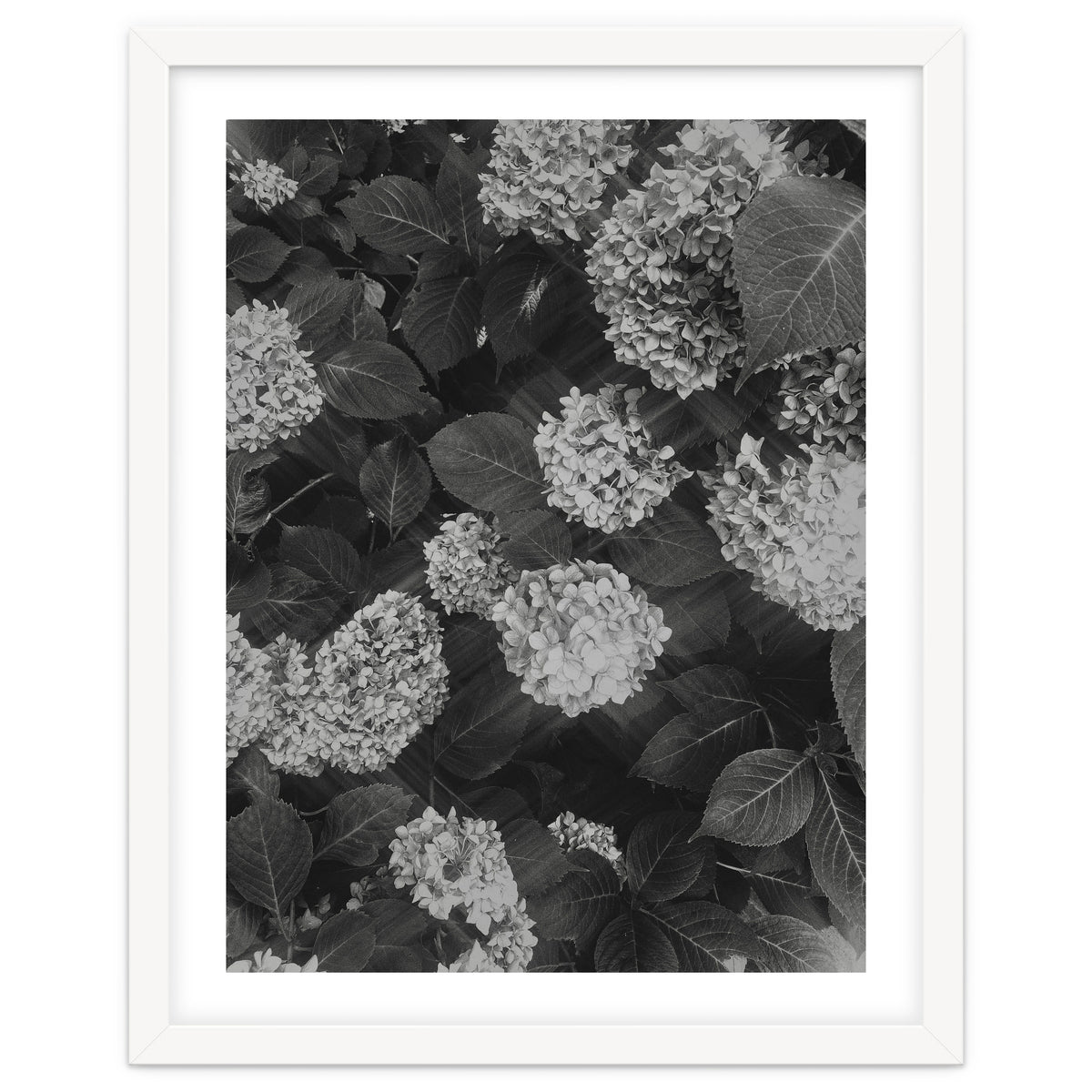 Hydrangeas | Black & White Portrait