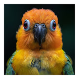 Close Up Sun Conure Parrot Portrait Eyes (Print Only) thumbnail