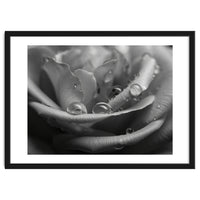 Ethereal Monochromatic Rose Petal Macro
