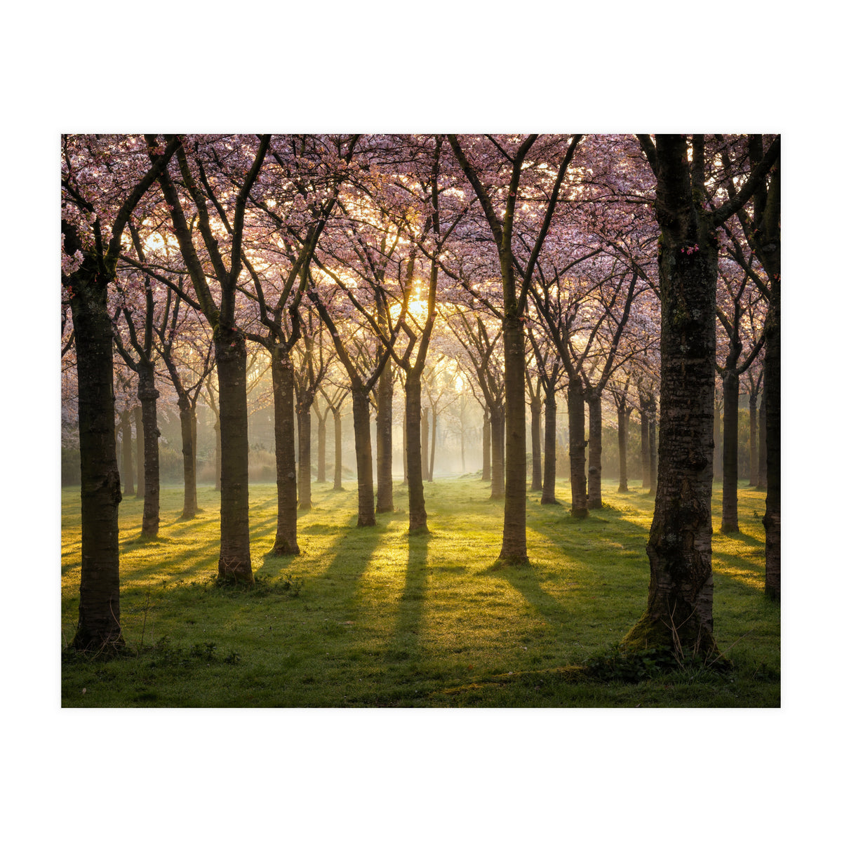 Blooming cherry trees in soft morning light (Print Only)