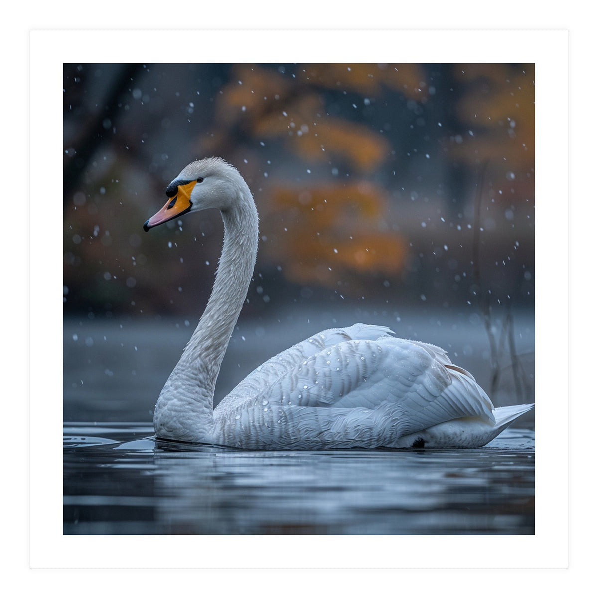Swan Floating Gracefully On Water In Autumn (Print Only)