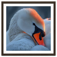 Close Up Of A White Swan With Water Droplets