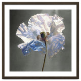 Shirley Poppy | Morning Silk thumbnail