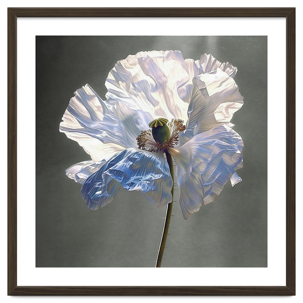 Shirley Poppy | Morning Silk