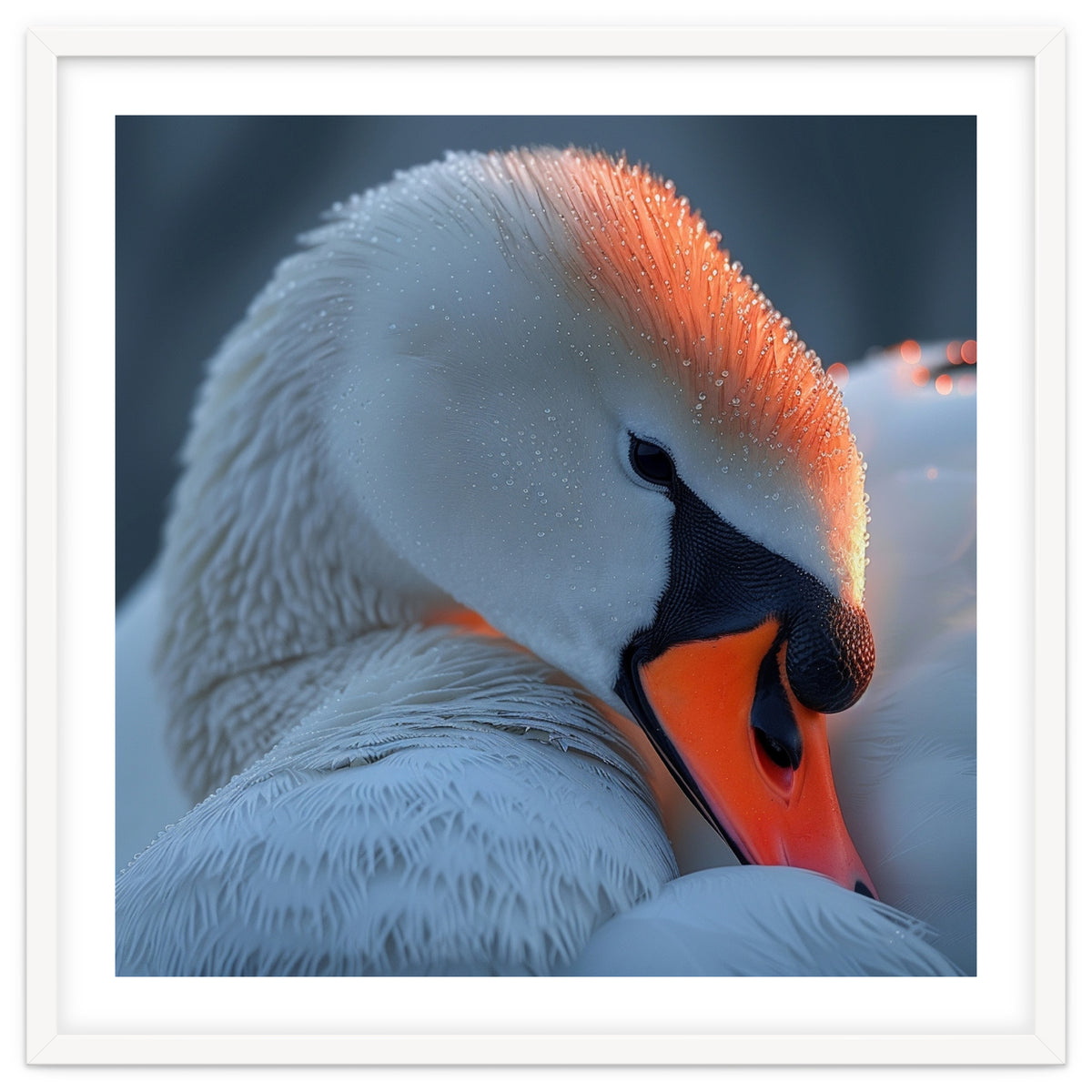 Close Up Of A White Swan With Water Droplets