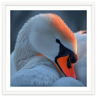 Close Up Of A White Swan With Water Droplets
