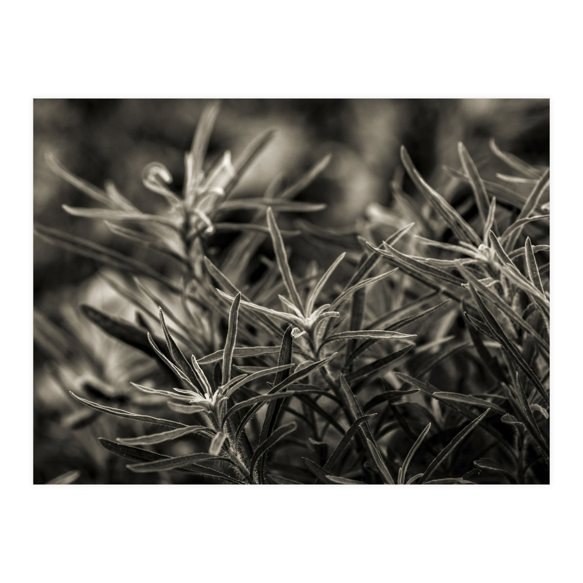 Rosemary Plant (Print Only)