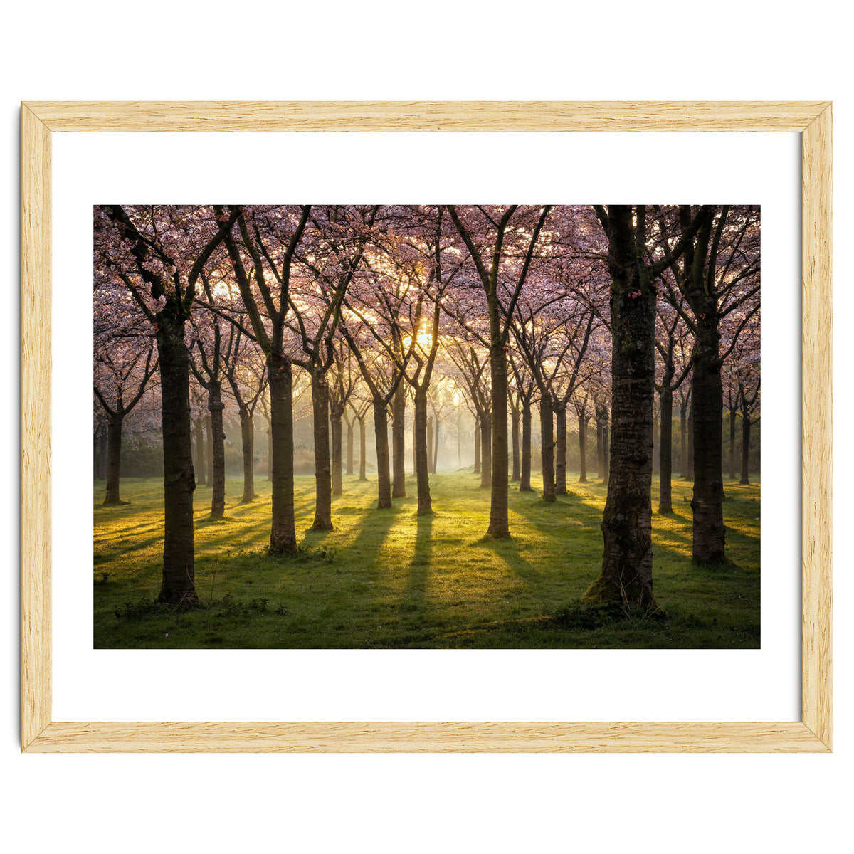 Blooming cherry trees in soft morning light