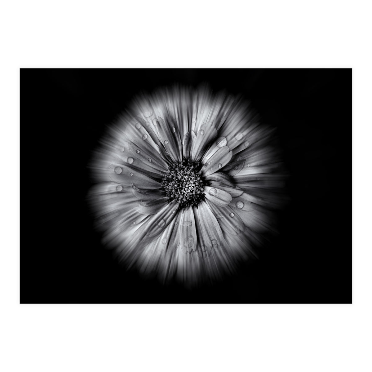 Backyard Flowers In Black And White No 10 Flow Version (Print Only)