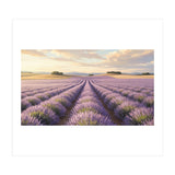 Provençal Sunset: Lavender Field Landscape (Print Only) thumbnail