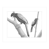 Yucatan Jays (Print Only) thumbnail
