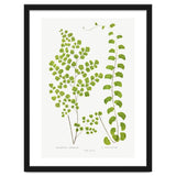 Edward Joseph Lowe – Adiantum Assimile and Adiantum Lunulatum (1856–1860) thumbnail