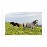 Equine Family (Print Only) thumbnail