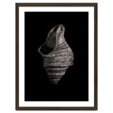 Shells No 2 thumbnail