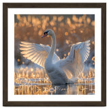 Swan Spreading Wings In Water Sunlight thumbnail