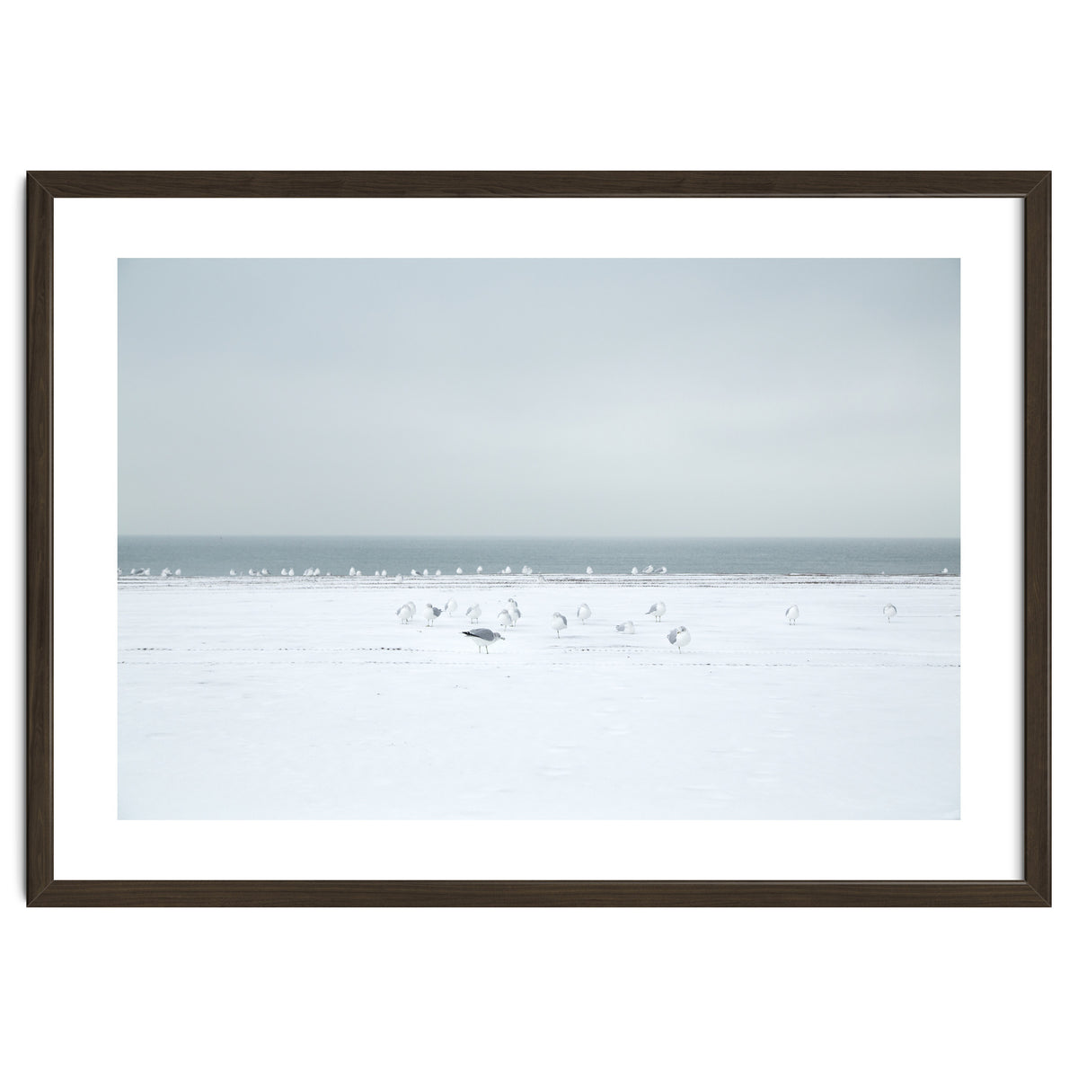Seagulls in the Snow beach