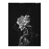 Romantic | Black & White (Print Only) thumbnail