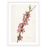 Royal Charles Steadman – Peach (Prunus persica) (1924) thumbnail
