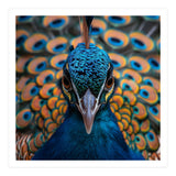 Close Up Peacock Head And Eye With Feathers (Print Only) thumbnail