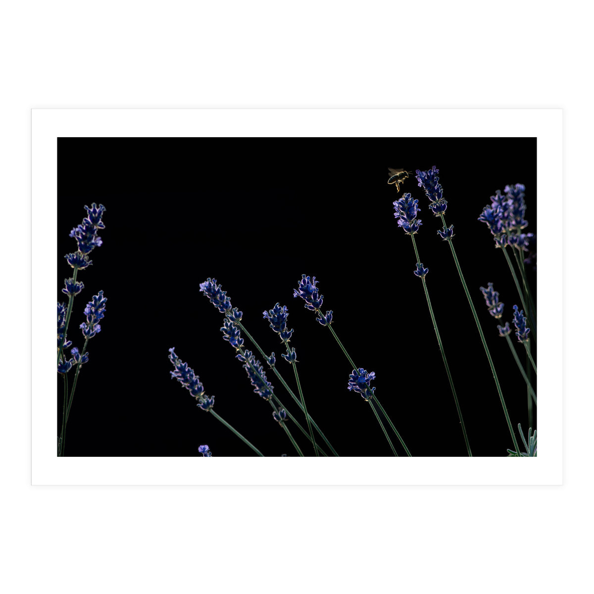 Honeybee and lavender (Print Only)
