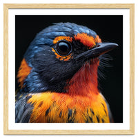 Vibrant Bird With Orange And Blue Plumage