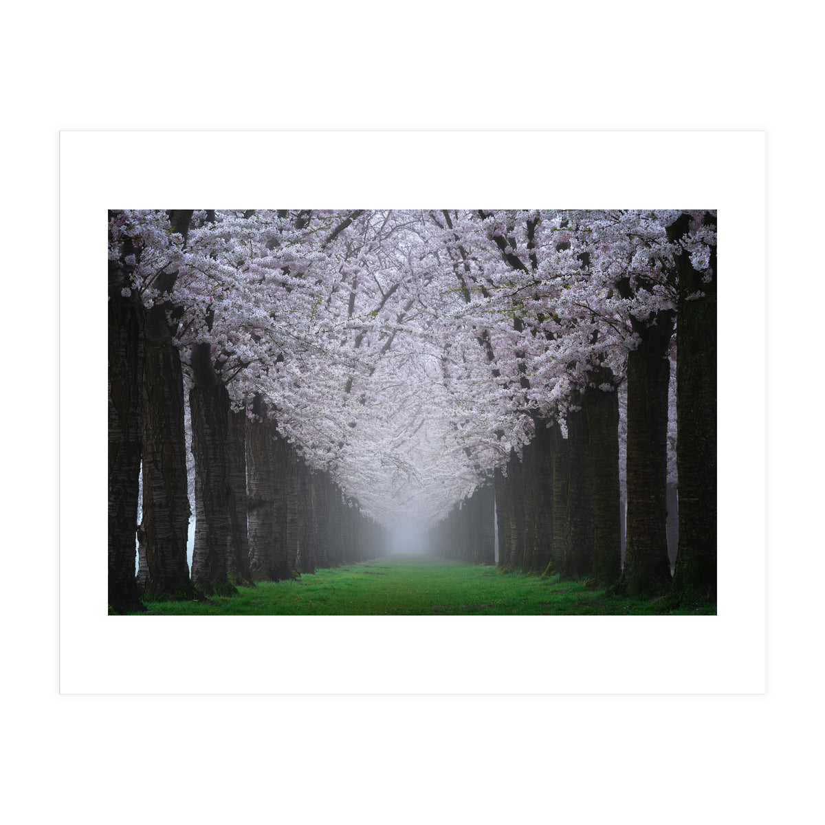 Cherry trees in the fog (Print Only)