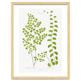 Edward Joseph Lowe – Adiantum Assimile and Adiantum Lunulatum (1856–1860) thumbnail
